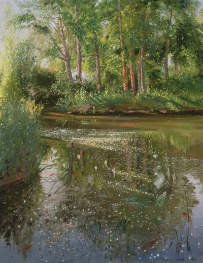 Waterflowers at Sunrise by Timothy Easton